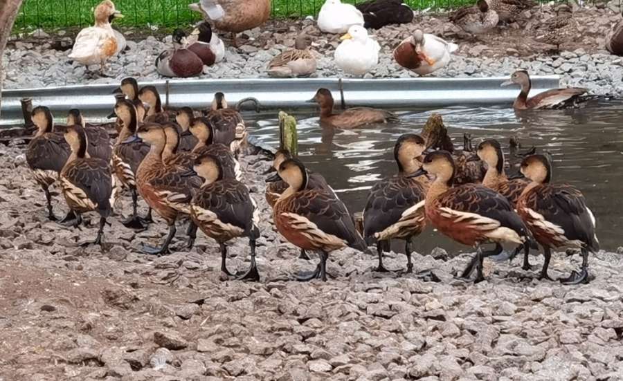 parc-animalier-marais