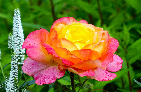 Sur la route de la Rose Ancienne 